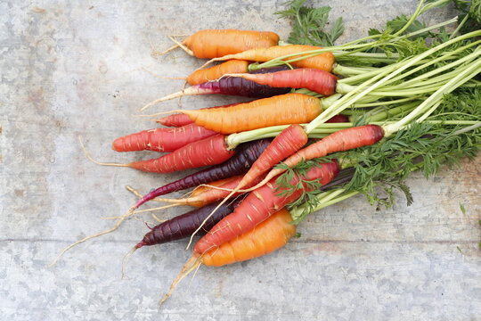 Fresh organic carrots with tops. Different varieties of carrots, orange, purple and coral.