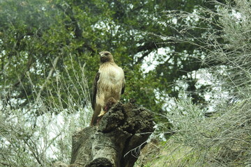 Red-tailed hawk perched on a stump in the Tehachapi Mountains, Kern County, California.