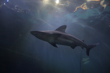 Shark