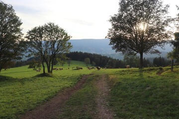A view to the meadow full of cows and bulls with sun closing down in mountains at Jeseniky, Czech republic