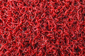 Fototapeta premium bloodworm close-up. Macro shooting. nozzle for fishing.