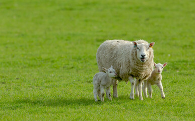 Naklejka na ściany i meble A Texel cross ewe with her two newborn lambs in Springtime. Facing forward in green meadow. The lambs stay close to their mum. Concept: a mother's love. Horizontal. Space for copy. Yorkshire Dales. 