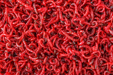 bloodworm  close-up. Macro shooting. nozzle for fishing.