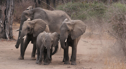Fototapeta na wymiar Zambia: Elephants running around in South Luangwa Nationalpark