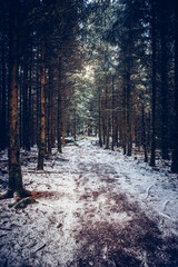Winterwald am Rennsteig