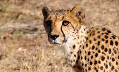 Naklejka na ściany i meble A cheetah close to you and looking at you in the Kalahari desert
