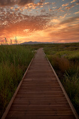 Sunset on a wooden walkway among the reeds