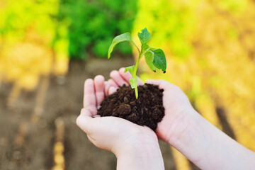 Close-up of hands holding a handful of earth with a young green plant seedling . The concept of ecology, spring, new life.