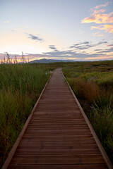 Wooden walkway over the water and vegetation
