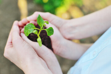 close-up of a child's hands in the hands of an adult holding a sprout or a green seedling of a young plant against the ground.Ecology, landscaping, environmental protection.