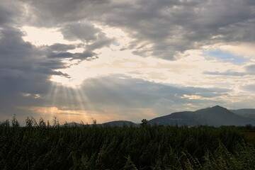 Sunset in a marshland landscape