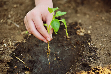 hands close-up in the shape of a heart hold a small sapling of a tree or a plant sprout against the background of soil or earth. Concept love of nature, ecology, spring, new life, Earth Day