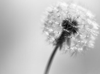 Pusteblume,  Silver Touch - close up