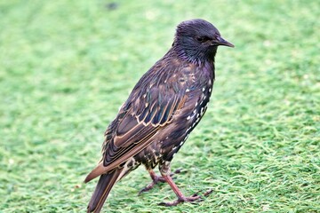 Star auf grüner Wiese
