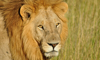 Plakat The king of the wilderness: A Lion in the high gras of the Okavango-Delta swamps