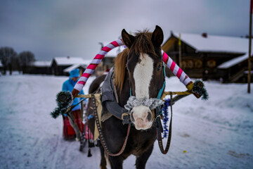 Christmas riding in Vologda, Russia.