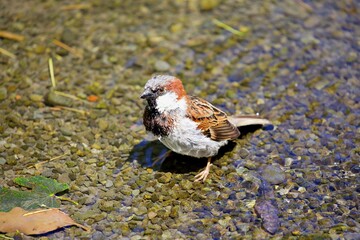 Hausspatz