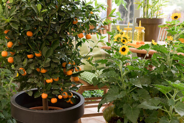 Fototapeta na wymiar Orangenbaum, Sonnenblumen, Zimmerpflanzen, Terrasse