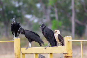 vulture and eagle in the wild