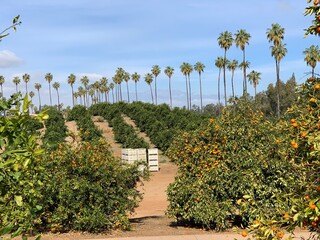 Fototapeta na wymiar Abandoned California Orange Grove Harvest