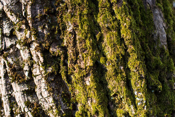 Texture Of Wood. Embossed texture of the bark of oak. Panoramic photo of the oak texture with moss.