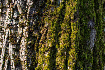 Texture Of Wood. Embossed texture of the bark of oak. Panoramic photo of the oak texture with moss.