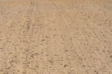 empty clean agriculture field, background and texture for design, copy space, eco farming and organic agriculture concept. The field after harvesting.