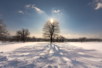 Snow covered trees and sun behind tree.