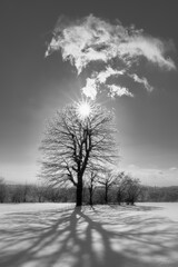 Shadow tree in snow.