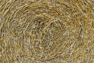 Round golden straw bales lie on the field after the grain harvest. A bale of hay close-up. The harvest season of grain crops.