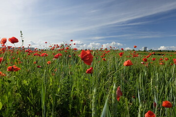 field of poppies
