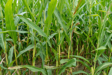 A cornfield against a blue sky. Ecological farming.
