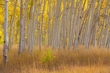 Fall aspen trees along Skyline Drive, Utah, Manti-La Sal National Forest