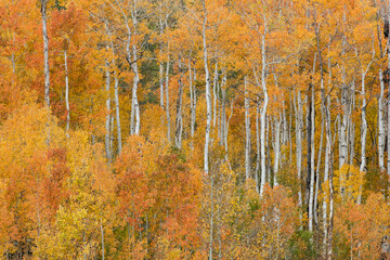 USA, Utah, Manti-La Sal National Forest. Autumn forest landscape.