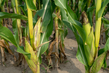 Fototapeta premium A cornfield against a blue sky. Ecological farming. corn cob close-up.