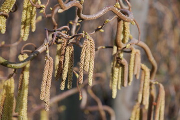 Korkenzieher Haselnuss