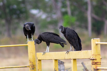 vulture on the ground