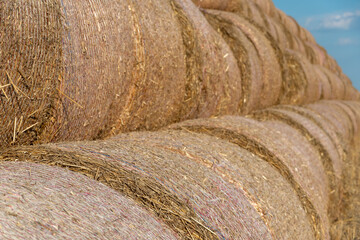 Round golden straw bales lie on the field after the grain harvest. A bale of hay close-up. The harvest season of grain crops.
