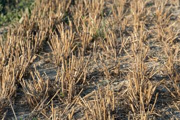Stubble field after cutting grain. empty clean agricultural field after harvesting. Drought at the end of the harvest season. Organic farming.