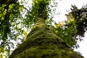 Fototapeta premium Tree