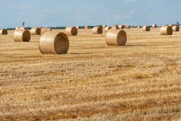 Fototapeta premium A haystack left in a field after harvesting grain crops. Harvesting straw for animal feed. End of the harvest season. Round bales of hay are scattered across the farmer's field.