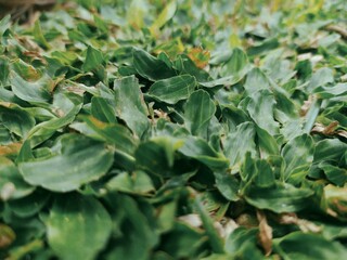 leaves of a plant