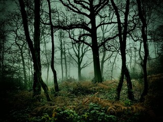 Obraz premium In the deep forest