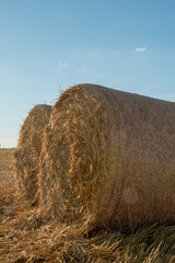 Round golden straw bales lie on the field after the grain harvest. A bale of hay close-up. The harvest season of grain crops.