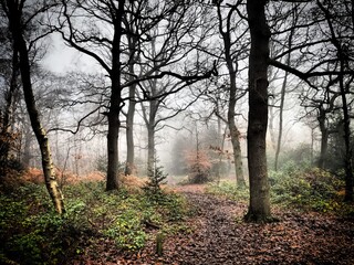 Footpath in the forest