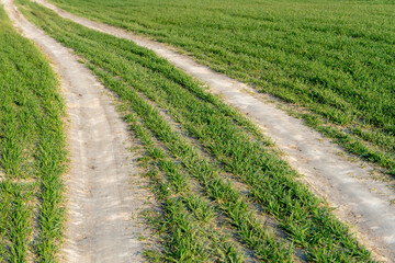 Fototapeta na wymiar Young wheat seedlings growing in a soil. Green shoots of young winter wheat, in late autumn on a farm sunny field. A dirt road runs through a wheat field.