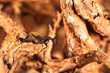 Arbeiterin der afrikanischen goldenen Camponotus fulvipilosus
