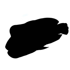 silhouette of Napoleon fish on white 