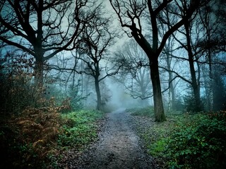 Naklejka premium path in the woods