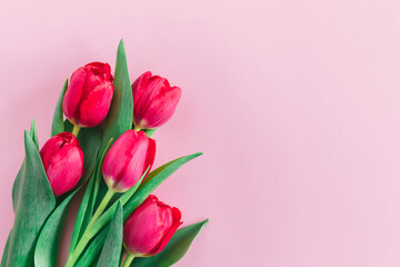 Tender pink tulips on pastel pink background. Greeting card for Women's day.